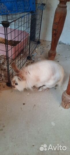 Декоративные кролики