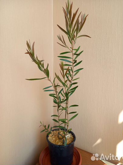 Калистемон