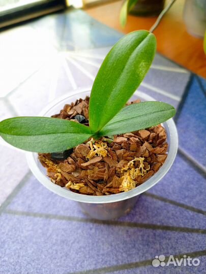 Орхидея фаленопсис Монтеррей пелор