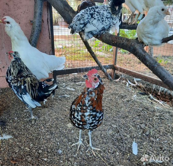 Петух Бентамка (карликовые)