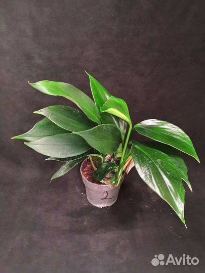 Филодендрон драгон тейл 14/35-40