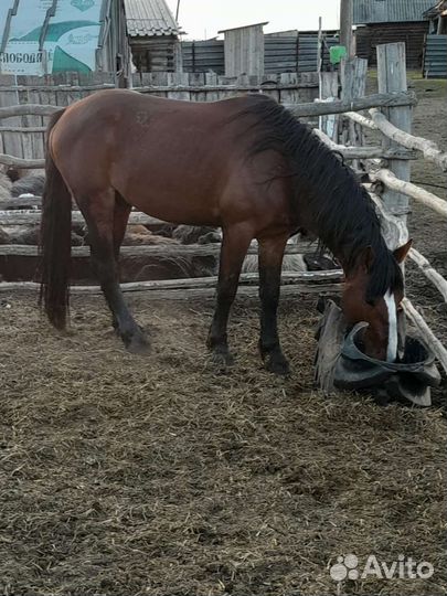 Кобылы с жеребятами