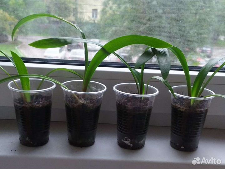 Гиппеаструм