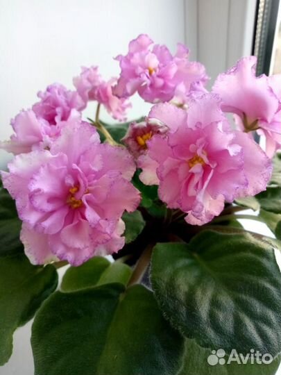 Фиалка Цветущая