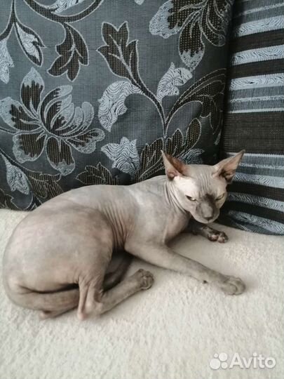 Канадский сфинкс