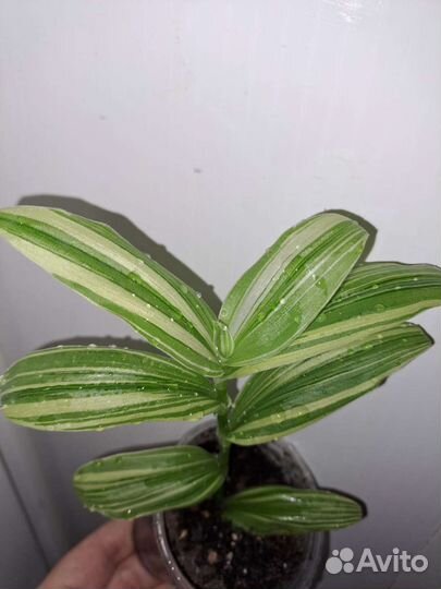 Сортовые традесканции