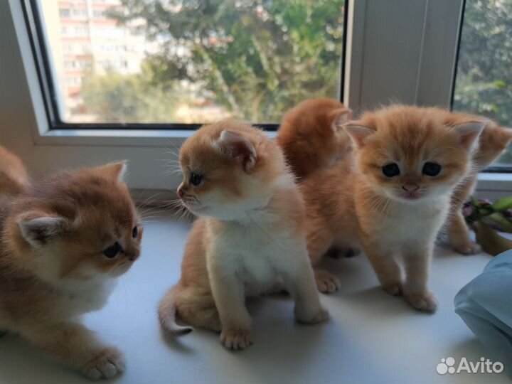 Котята драгоценного окраса