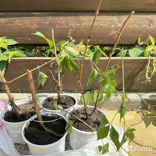 Лиана вирджиния прилипает к любой поверхности