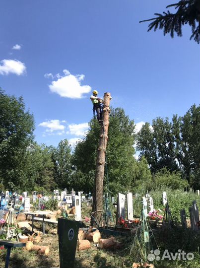 Спил деревьев