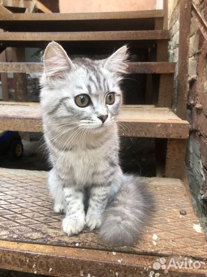 Котенок