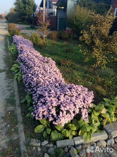 Садовые растения