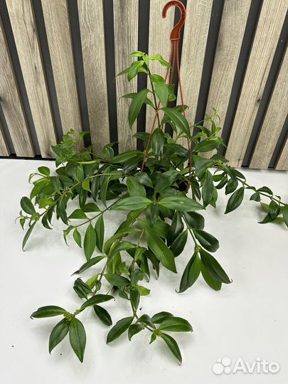 Эсхинантус