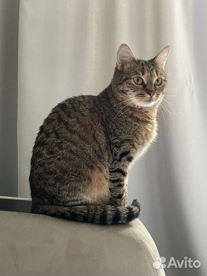 Асенька в поисках семьи