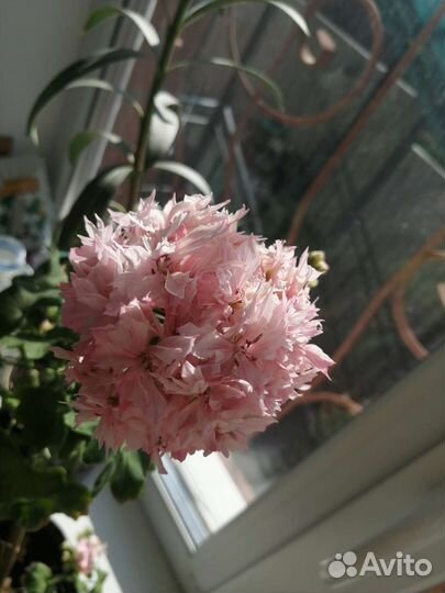 Пеларгония Ричард Хадсон