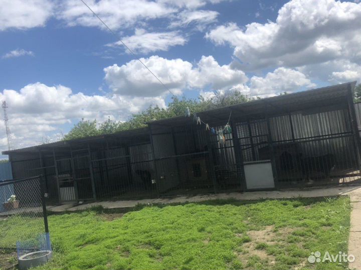 Передержка собак и кошек всех пород