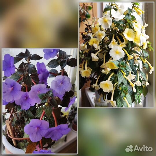 Ризомы ахименесов