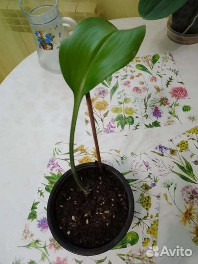 Эухарис амазонская лилия