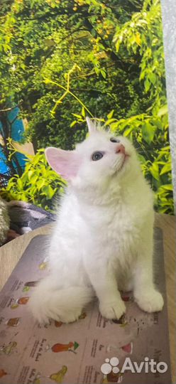 Отдам котят