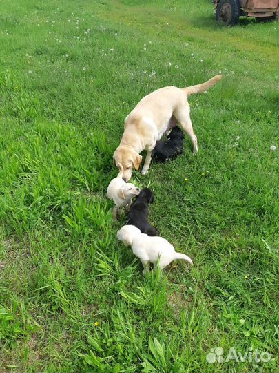 Щенки лабрадора ретривера