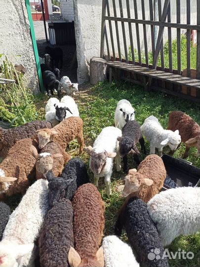Овцы бараны ягнята