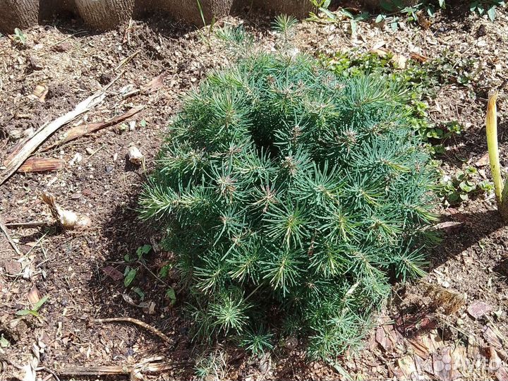 Почвопокровное