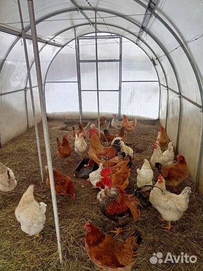 Инкубационное яйцо