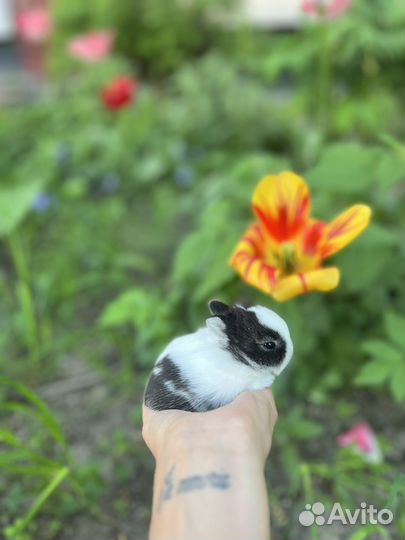 Декоративные крольчата 