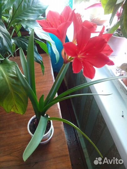 Спатифиллум, алоэ, герань, фикус, золотой ус и др