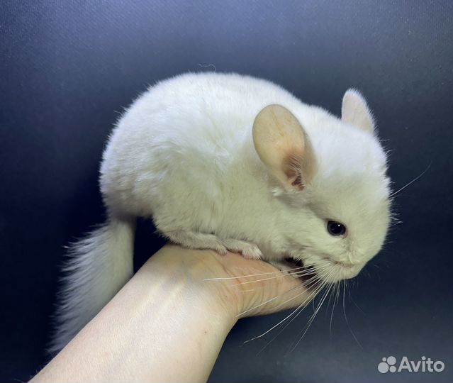 Шиншилла Бело-розовая