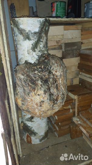 Кап березовый