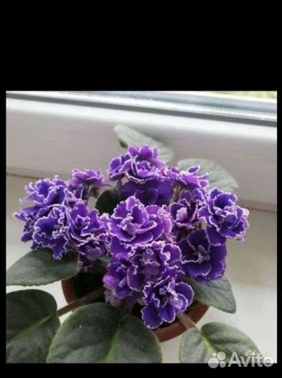 Фиалка (детки фиалок )