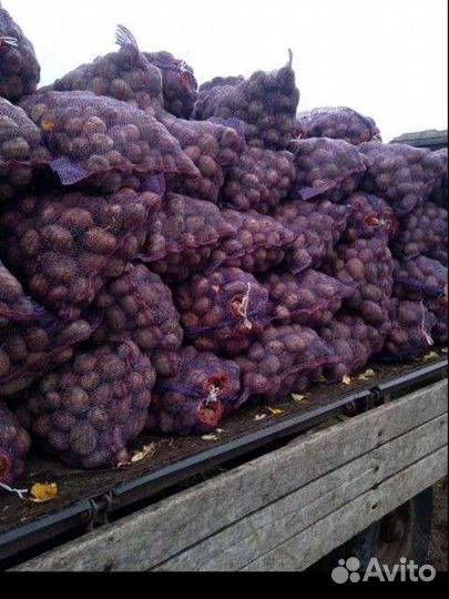 Картофель беллароза