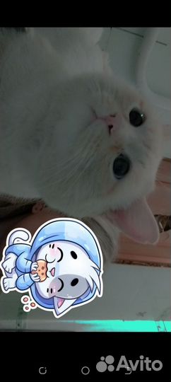 Кошка в дар бесплатно