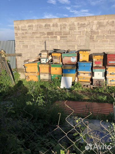 Пчелиный улей