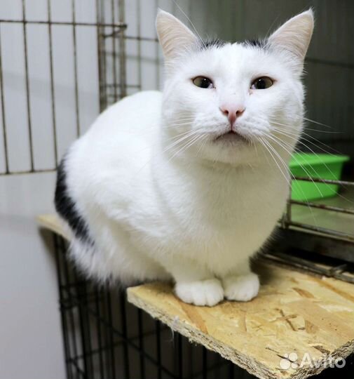 Котик Оскар в добрые руки