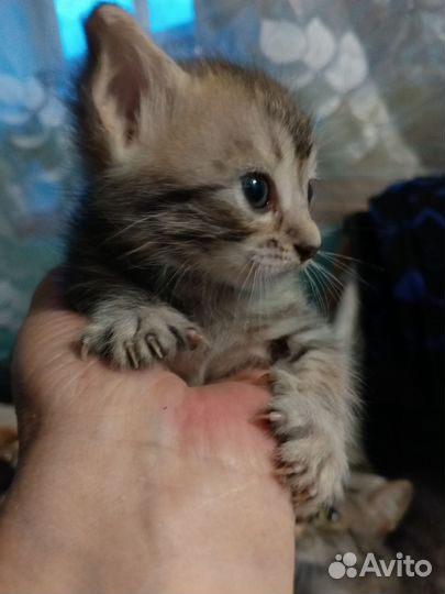 Котята девочка и пацан