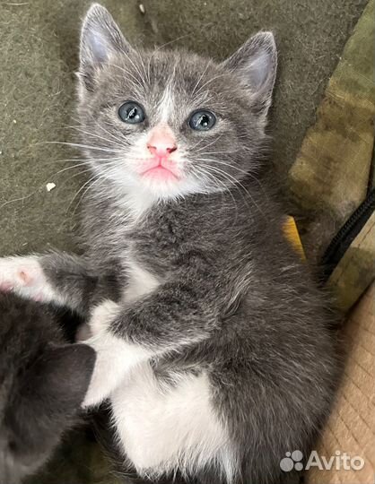 Отдам в добрые руки котят