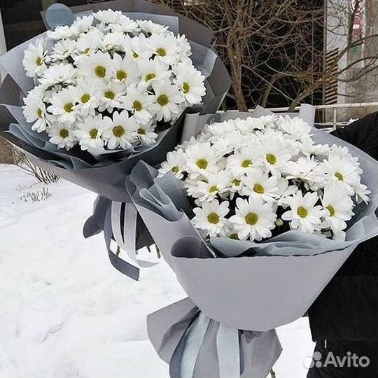 Хризантема