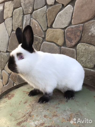 Кролики Калифорнийские