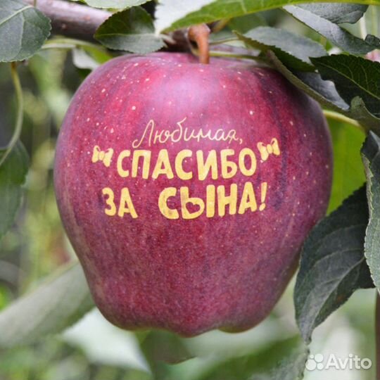 Яблоки на праздник