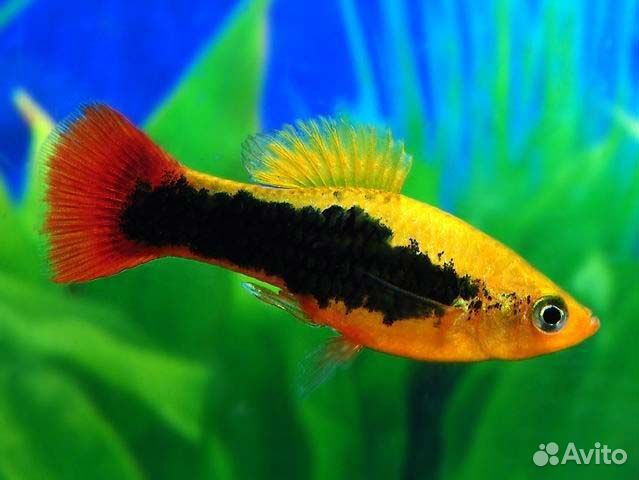 Пецилия гавайская (Hawaii Platy)