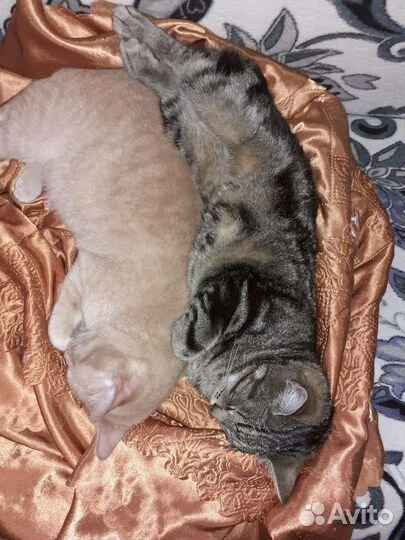 Передержка кошек, маленьких собак