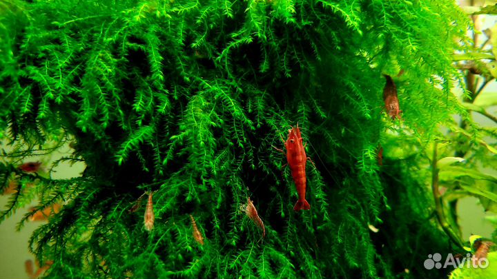 Креветки Cherry