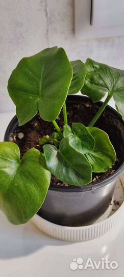 Аглаонемы, Филодендрон Атом, Спатифиллум