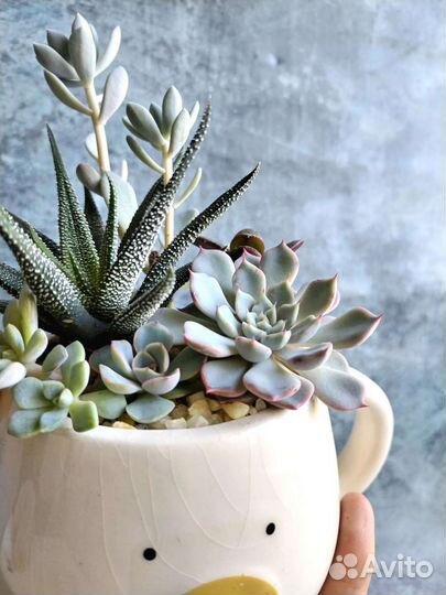 Флорариум Мишка из суккулентов