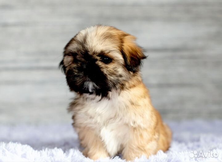 Ши-тцу девочки