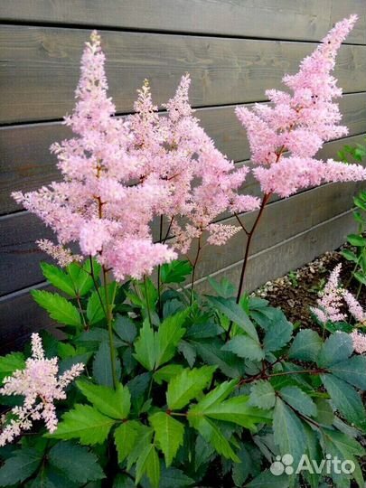 Астильба (Сиреневая и Розовая)