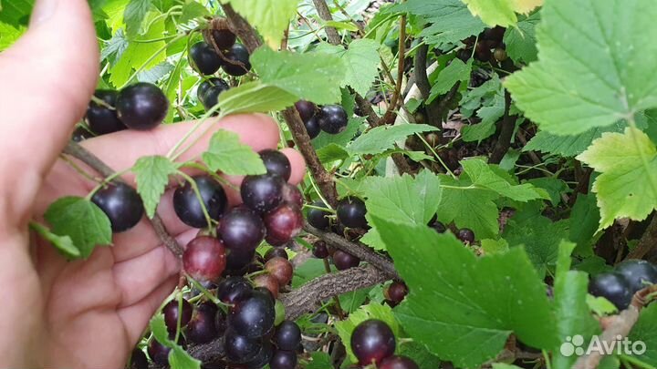 Черная смородина