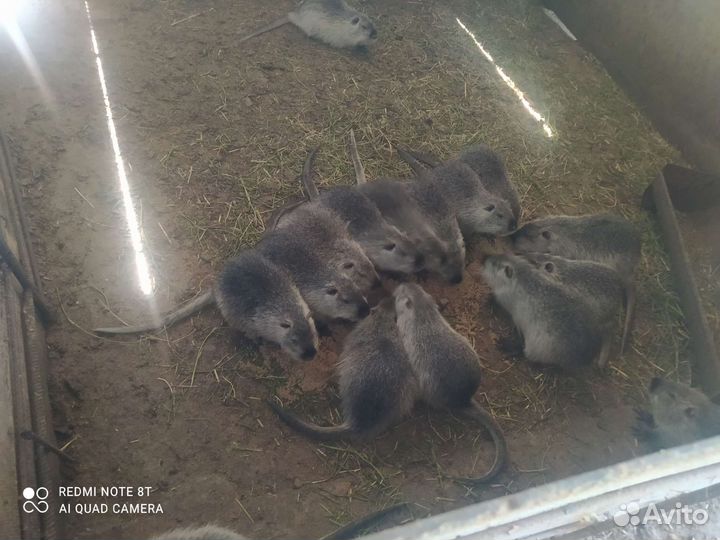 Нутрии самки