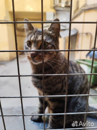 Кот, ищу старых хозяев или в добрые руки